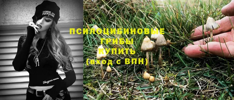 Псилоцибиновые грибы Psilocybe  закладка  Боготол 